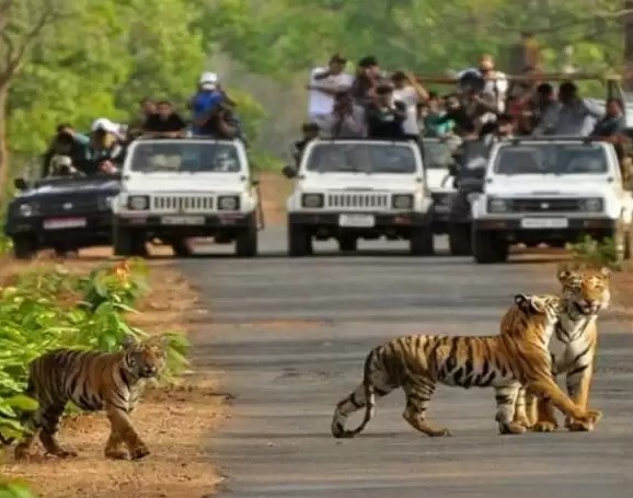 वन मंत्री सुबोध उनियाल के निर्देश पर राजाजी टाइगर रिजर्व में जल्द होगा बाघ संरक्षण फाउंडेशन का गठन