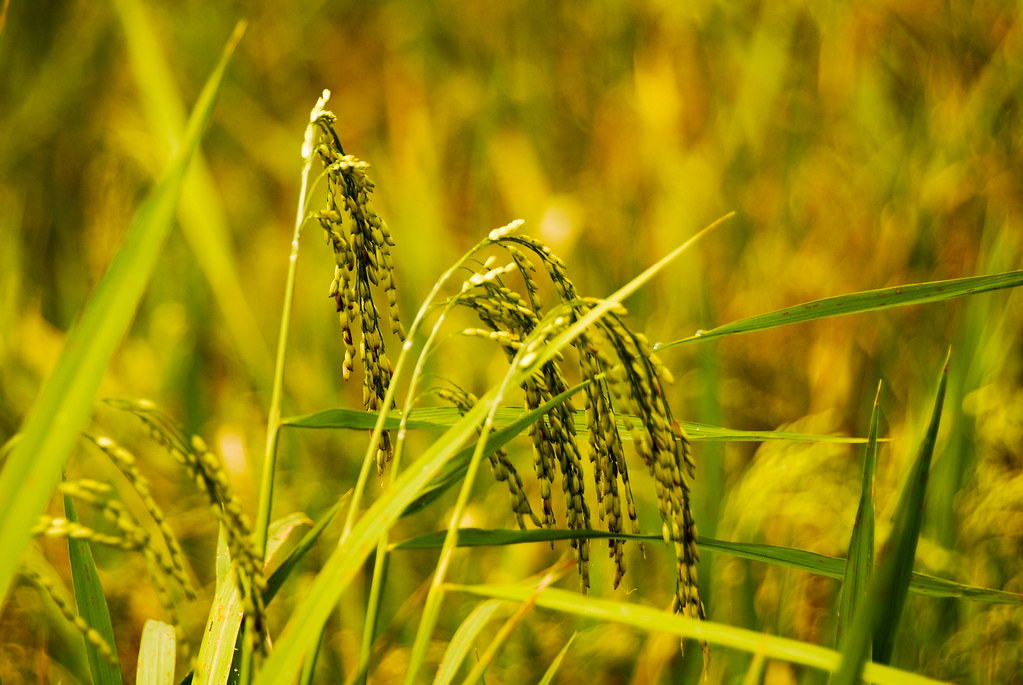 भारतीय बाजारों में चावल की कीमतों में बढ़ोतरी,10 फीसदी का इजाफा