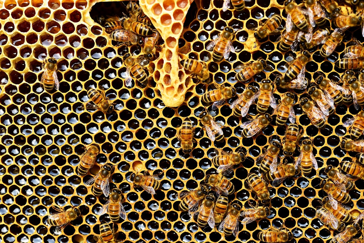 ऑस्ट्रेलिया में मारी गई 60 लाख मधुमक्खियां, जानिए कारण
