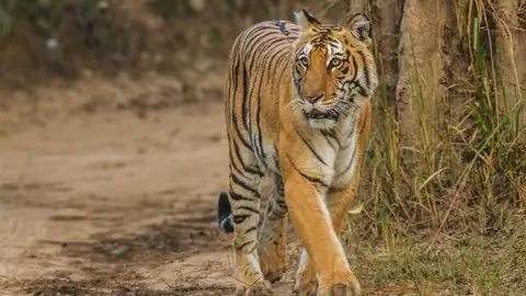राजाजी टाइगर रिजर्व पार्क की मोतीचूर रेंज में लगे ट्रैप कैमरों में दिखी बाघों की चहलकदमी