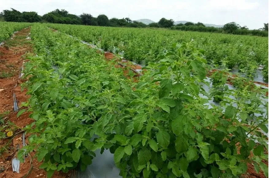आयुष मंत्रालय ने किया चमोली जनपद में जड़ी-बूटी की खेती को पंजीकृत, अब देश के किसी भी कोने में बेच सकेंगे जड़ी-बूटियां