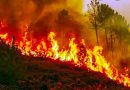 24 घंटे में 31 जगहों पर धधके जंगल, आग बुझाने में जुटे वनकर्मी